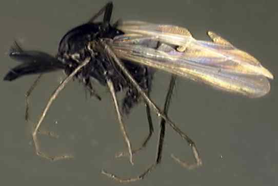 Ceratopogonidae 2a